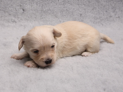 Bichon Havanais hvalpe fra Kennel Miki Nanoq